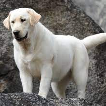 Check spelling or type a new query. Puppyfind Labrador Retriever Puppies For Sale