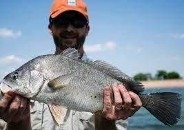 freshwater drum not a trash fish