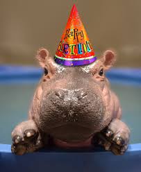Image result for fiona the hippo