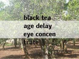 black tea age delay eye concentrate