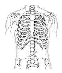 The rib cage is the arrangement of ribs attached to the vertebral column and sternum in the thorax of most vertebrates that encloses and protects the vital organs such as the heart, lungs and great vessels. Rib Cage Photograph By Microscape Science Photo Library
