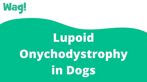 lupoid onychodystrophy in dogs