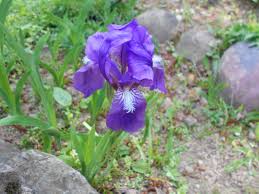 Iris aphylla subsp. hungarica - Wikipedia