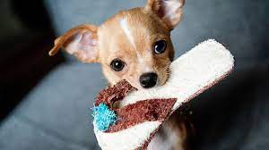 chihuahua dog wallpapers wallpaper cave