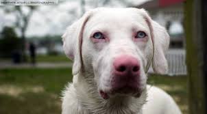 How Do Dogs Get Blue Eyes The Dog People By Rover Com