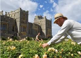 Windsor Castle Opens Terrace Garden For