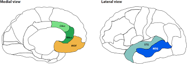 al orbitofrontal mof