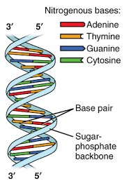 three parts of a nucleotide
