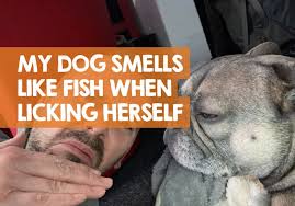 my dog smells like fish when she licks