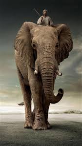 elephant iphone wallpaper elephant