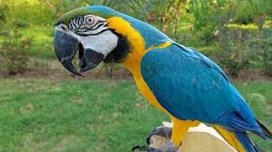 macaw natural sounds and calls you