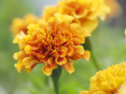 We did not find results for: 25 Yellow Flowers For Gardens Perennials Annuals With Yellow Blossoms