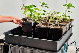 5 ways to start hydroponic gardening