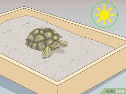 How To Take Care Of A Russian Tortoise