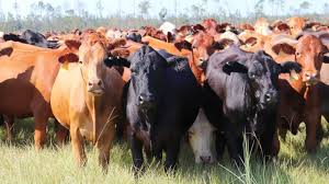 2023 Cattle Market Outlook