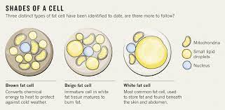 cell physiology the changing colour of