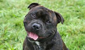 Research by bbc news shows staffordshire bull terriers are the third most popular dog in the uk. Staffordshire Bull Terrier Dog Breed Information