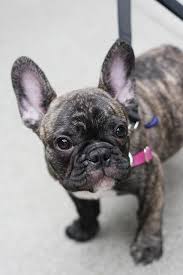 Beautiful french bulldog for sale. Bonjour Baby Dogs Baby Animals Bulldog Puppies