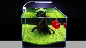 how to plant green carpet in aquarium