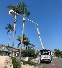 Homeowners tend to look for tree care services too late. Tree Removal Service Stump Removal Service