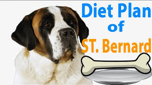 Diet Plan Of Saint Bernard In Hindi Ach