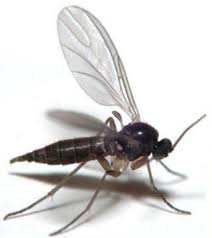 how to get rid of gnats inside and