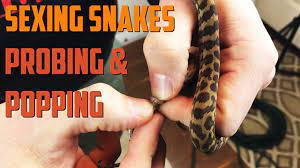 snake male or female ing snakes