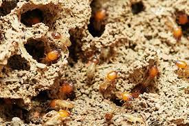 do termites hang from the ceiling