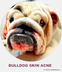 skin acne in bulldogs and french bulldogs