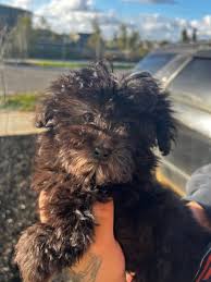 toy poodle cross maltese zu puppies