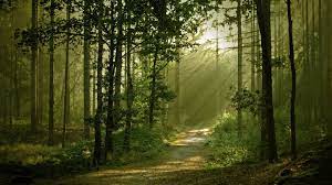 trees forest path sunlight wallpaper ...