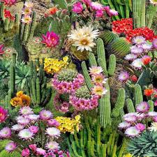 Cactus Garden Abrazos San Miguel