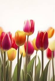 tulip images free on freepik