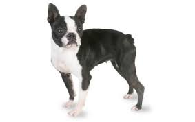 Boston Terrier Dog Breed Information Pictures
