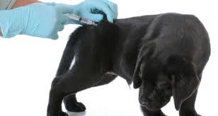 Vaccination Recommendations For Puppies Puppy Shots Petcoach
