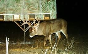 Top 5 Methods To Age A Buck Whitetail Habitat Solutions