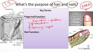 nail and hair structure and function