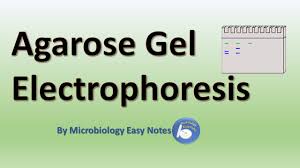 agarose gel electropsis you