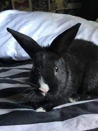 I've wanted an all black bunny ever since I was little and recently my  friend of my mine found a rabbit that happened to be pregnant and boom my  childhood dream came
