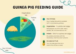 guinea pig feeding schedule how to