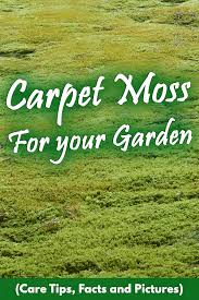 carpet moss for your garden care tips