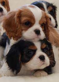 You could also look into pet stores and puppy farms, but make sure they are ethical. Baby Cavalier King Charles Spaniel Puppies Breeder Chadwick Cavalier King Charles Spaniel S Cuccioli Di Cani Cani E Cuccioli Cuccioli Di Animale