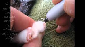 a great way to cut a cats nails you