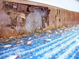 Signs Of Termite Damage Or Infestation