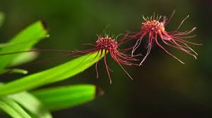 Flower photography of orchids and tropical flowers. Bulbophyllum Gracillimum Is Very Small Stock Footage Video 100 Royalty Free 34338025 Shutterstock