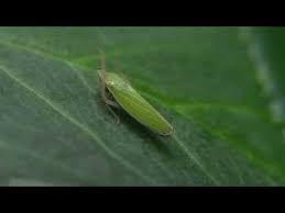 Yes, thrips bite humans sometimes. Leafhopper Lube After The Bite Youtube
