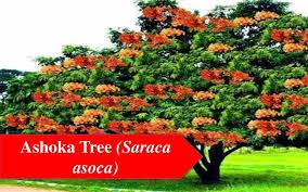 Top 25 Flowering Trees In India