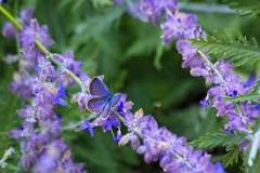 what-flower-attracts-butterflies-and-hummingbirds