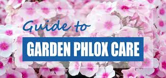 grow garden phlox phlox paniculata