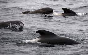 pilot whales show possible orca